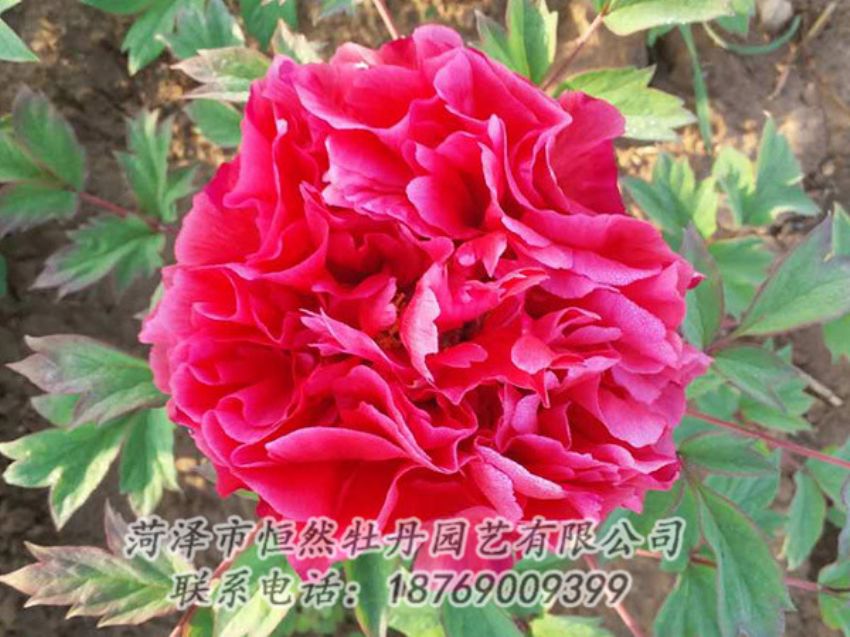 點(diǎn)擊查看詳細(xì)信息<br>標(biāo)題：紅色牡丹 閱讀次數(shù)：1861