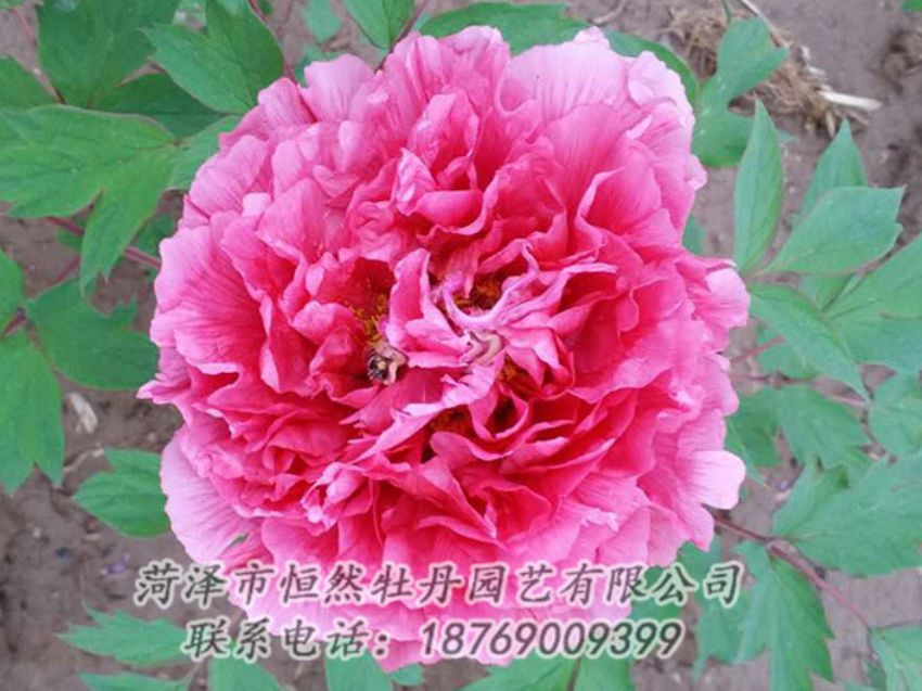 點(diǎn)擊查看詳細(xì)信息<br>標(biāo)題：紅色牡丹 閱讀次數(shù)：1946