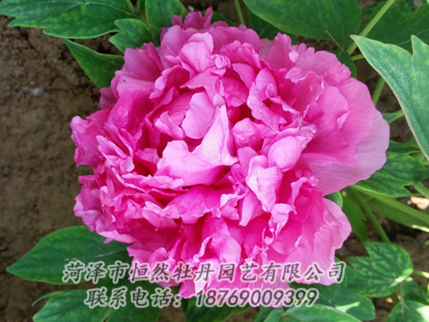 點(diǎn)擊查看詳細(xì)信息<br>標(biāo)題：紅色牡丹 閱讀次數(shù)：2032