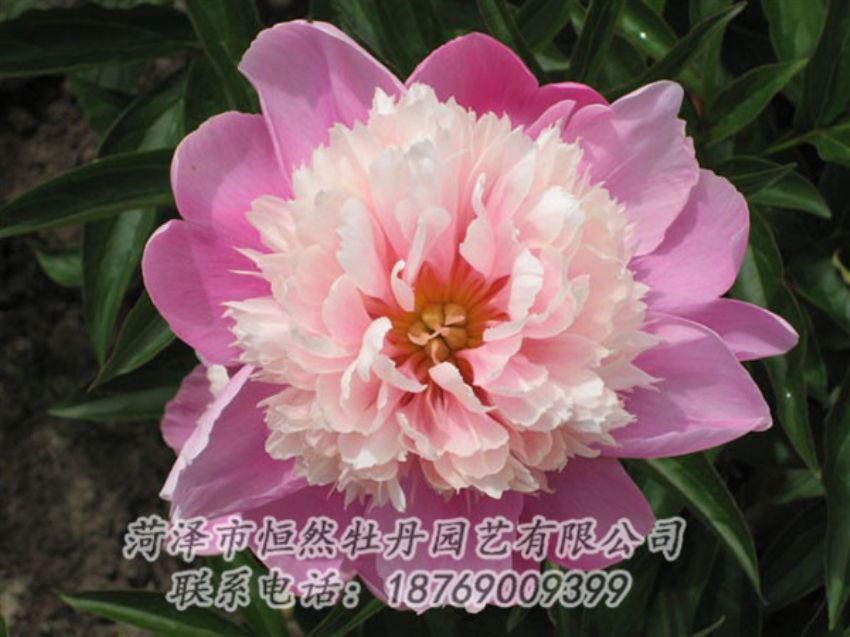 點(diǎn)擊查看詳細(xì)信息<br>標(biāo)題：蓮花臺(tái) 閱讀次數(shù)：1991