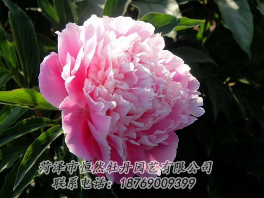點(diǎn)擊查看詳細(xì)信息<br>標(biāo)題：粉色芍藥 閱讀次數(shù)：2013