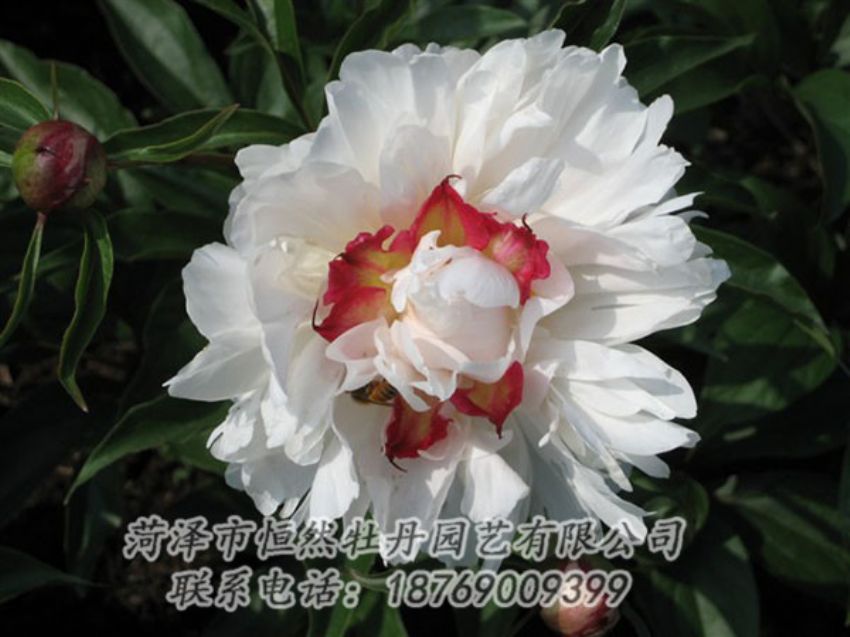 點(diǎn)擊查看詳細(xì)信息<br>標(biāo)題：無(wú)花龍玉 閱讀次數(shù)：2001
