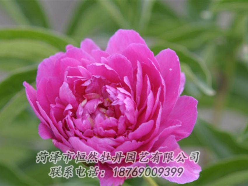 點(diǎn)擊查看詳細(xì)信息<br>標(biāo)題：紅茶花 閱讀次數(shù)：992