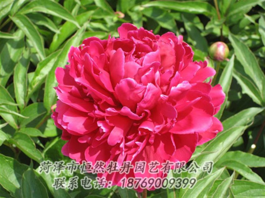 點(diǎn)擊查看詳細(xì)信息<br>標(biāo)題：國(guó)紅 閱讀次數(shù)：978