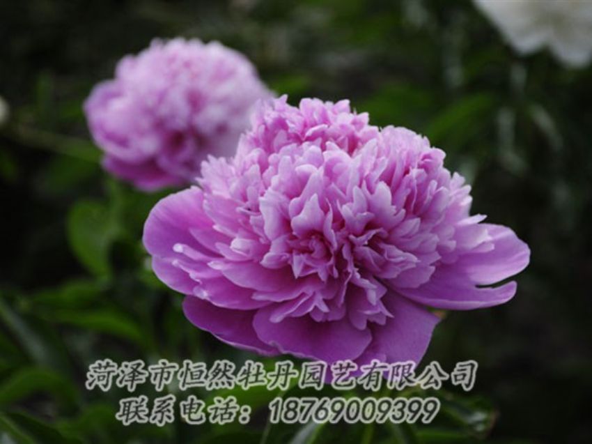 點(diǎn)擊查看詳細(xì)信息<br>標(biāo)題：紫色芍藥 閱讀次數(shù)：2023