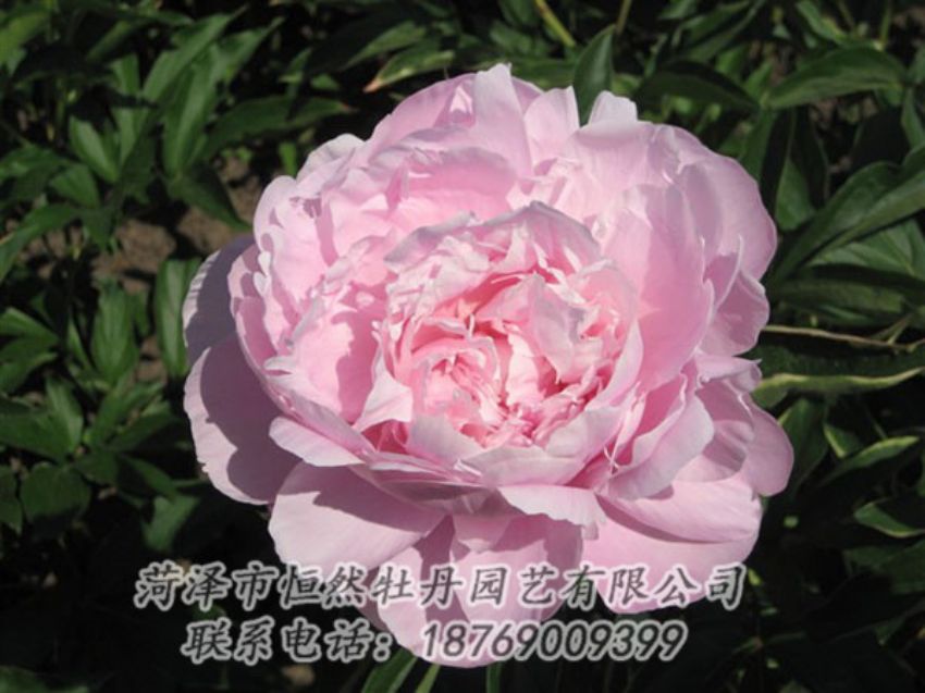 點(diǎn)擊查看詳細(xì)信息<br>標(biāo)題：藍(lán)田碧玉 閱讀次數(shù)：2225