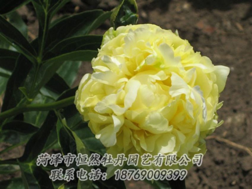 點(diǎn)擊查看詳細(xì)信息<br>標(biāo)題：黃色芍藥 閱讀次數(shù)：1932