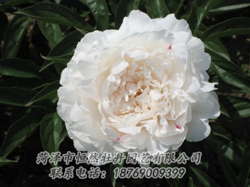 點(diǎn)擊查看詳細(xì)信息<br>標(biāo)題：娃娃面 閱讀次數(shù)：1832
