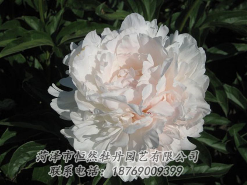 點(diǎn)擊查看詳細(xì)信息<br>標(biāo)題：白玉樓 閱讀次數(shù)：2092