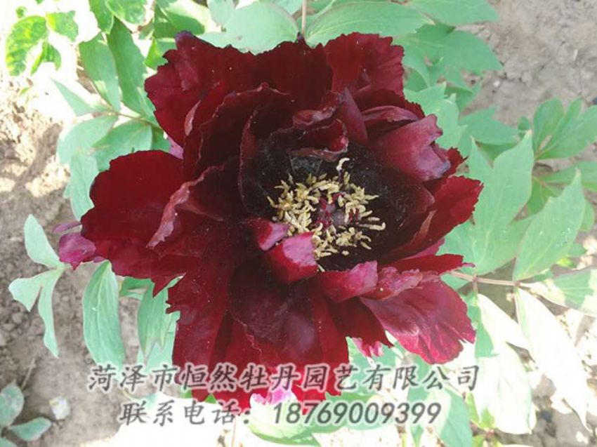點(diǎn)擊查看詳細(xì)信息<br>標(biāo)題：黑色牡丹 閱讀次數(shù)：1812
