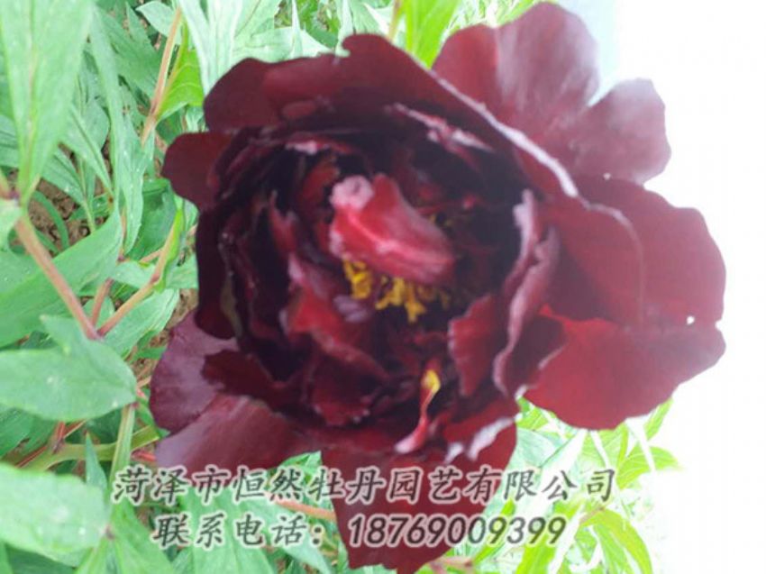 點擊查看詳細信息<br>標題：黑色牡丹 閱讀次數(shù)：1133