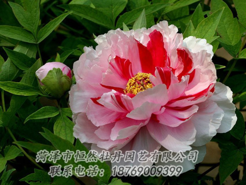 點(diǎn)擊查看詳細(xì)信息<br>標(biāo)題：復(fù)色牡丹 閱讀次數(shù)：1891