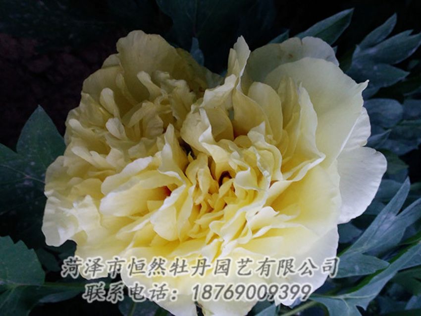 點(diǎn)擊查看詳細(xì)信息<br>標(biāo)題：黃色牡丹 閱讀次數(shù)：1149