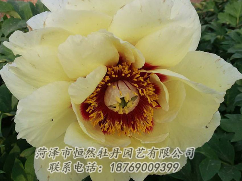 點(diǎn)擊查看詳細(xì)信息<br>標(biāo)題：黃色牡丹 閱讀次數(shù)：1162