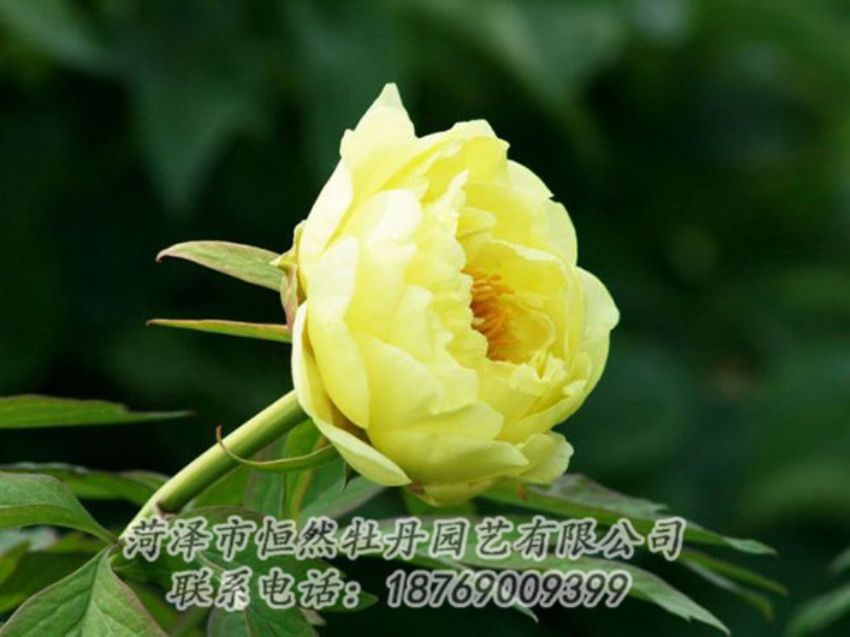 點(diǎn)擊查看詳細(xì)信息<br>標(biāo)題：黃色牡丹 閱讀次數(shù)：1847