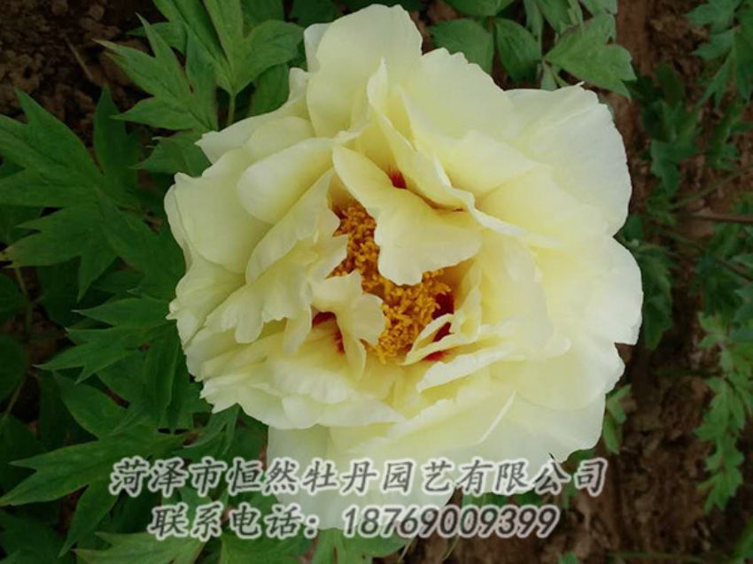 點(diǎn)擊查看詳細(xì)信息<br>標(biāo)題：黃色牡丹 閱讀次數(shù)：1815