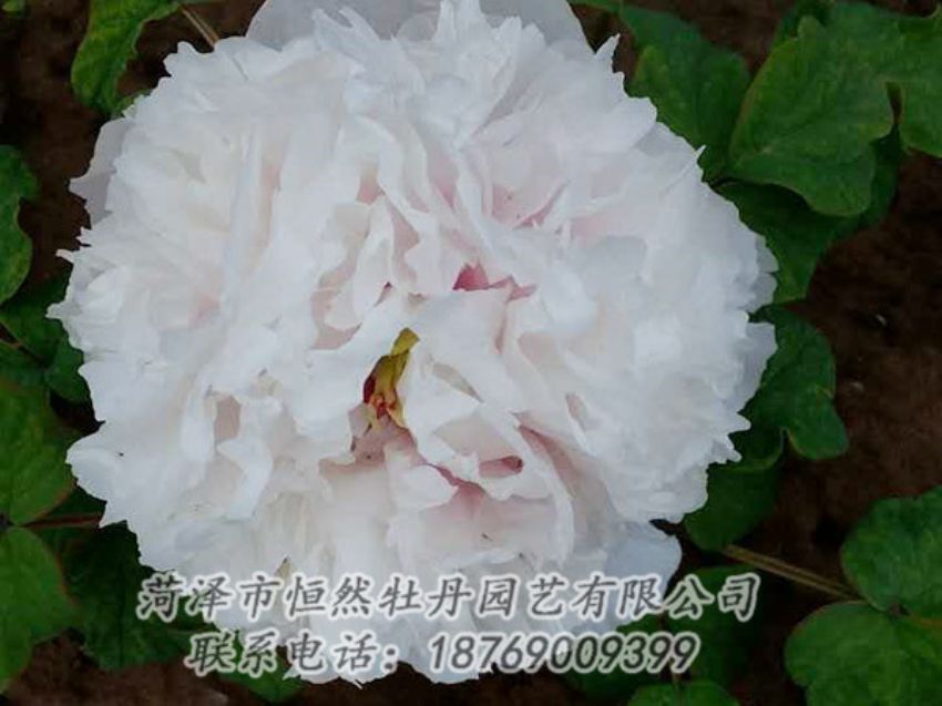 點(diǎn)擊查看詳細(xì)信息<br>標(biāo)題：白色牡丹 閱讀次數(shù)：1902