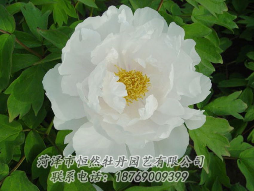 點(diǎn)擊查看詳細(xì)信息<br>標(biāo)題：白色牡丹 閱讀次數(shù)：1897