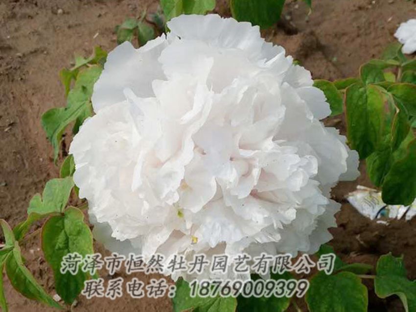 點擊查看詳細信息<br>標題：白色牡丹 閱讀次數(shù)：1008