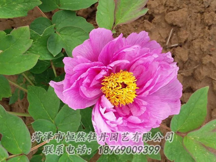 點(diǎn)擊查看詳細(xì)信息<br>標(biāo)題：紫色牡丹 閱讀次數(shù)：1118