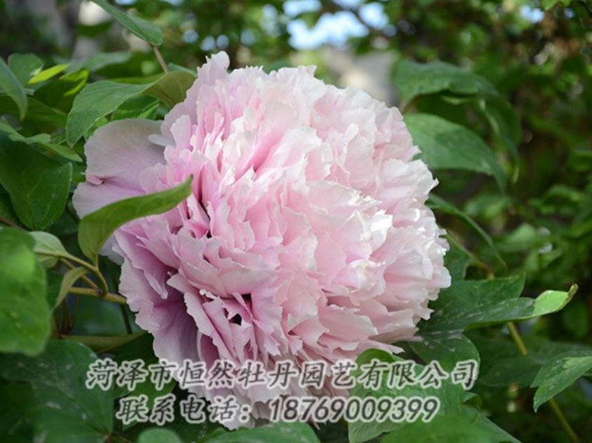 點(diǎn)擊查看詳細(xì)信息<br>標(biāo)題：粉色牡丹 閱讀次數(shù)：1913