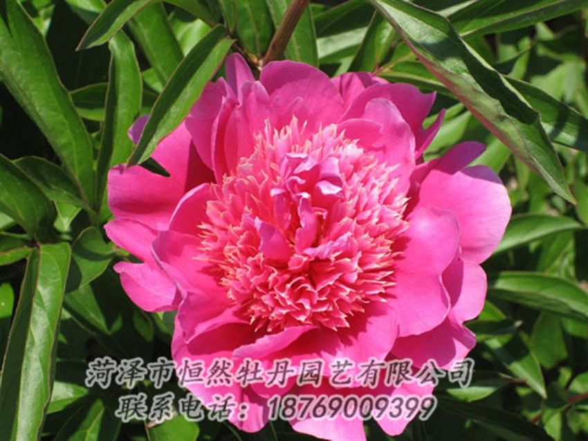 點(diǎn)擊查看詳細(xì)信息<br>標(biāo)題：紅繡球 閱讀次數(shù)：986