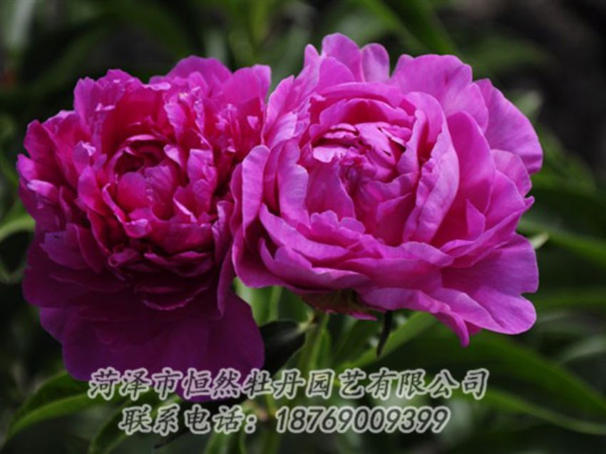 點(diǎn)擊查看詳細(xì)信息<br>標(biāo)題：紅玫瑰 閱讀次數(shù)：946