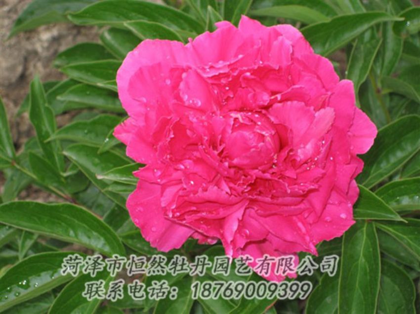 點(diǎn)擊查看詳細(xì)信息<br>標(biāo)題：紅冠芳 閱讀次數(shù)：1021