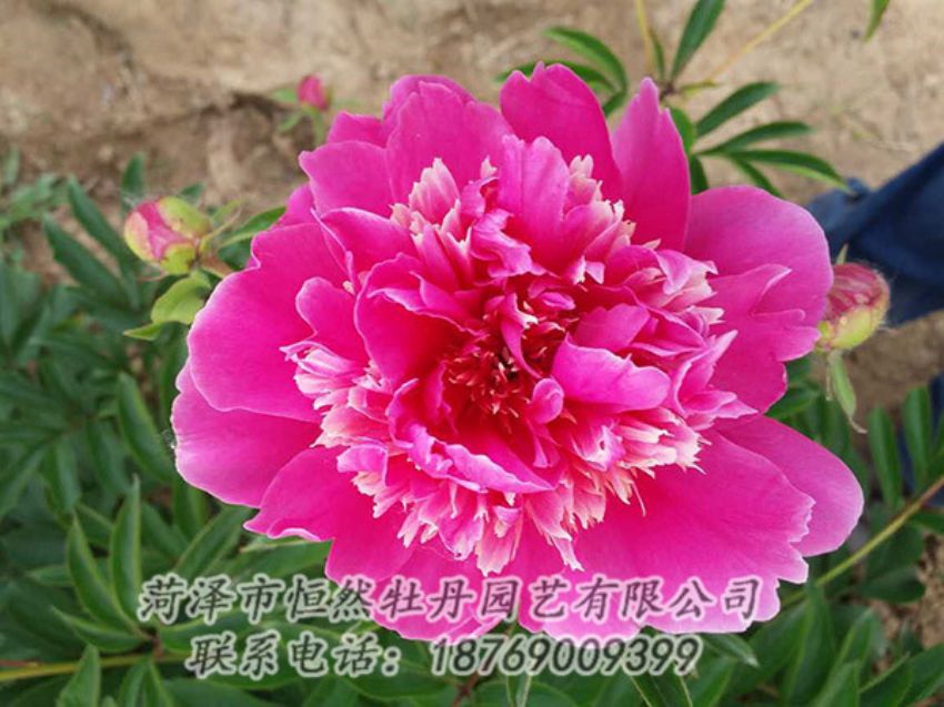 點擊查看詳細信息<br>標題：紅色芍藥 閱讀次數(shù)：1174