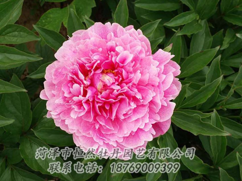 點擊查看詳細信息<br>標題：紅色芍藥 閱讀次數(shù)：1169
