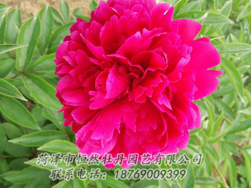 點擊查看詳細信息<br>標題：紅色芍藥 閱讀次數(shù)：1208
