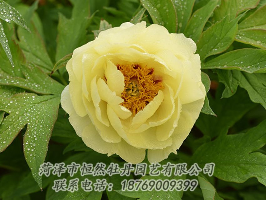 點(diǎn)擊查看詳細(xì)信息<br>標(biāo)題：黃色牡丹 閱讀次數(shù)：1137