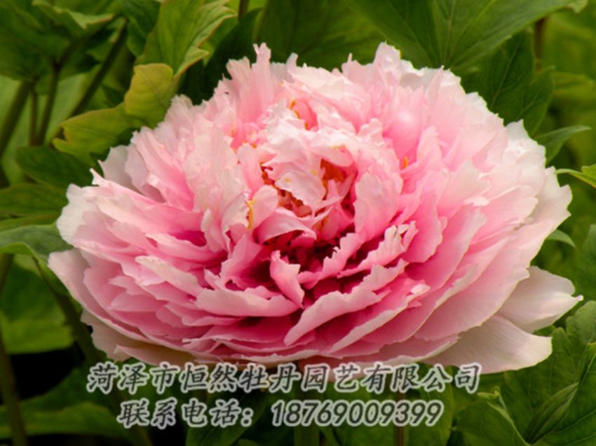 點(diǎn)擊查看詳細(xì)信息<br>標(biāo)題：粉色牡丹 閱讀次數(shù)：1999