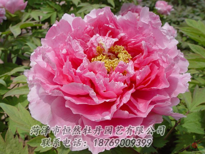 點(diǎn)擊查看詳細(xì)信息<br>標(biāo)題：粉色牡丹 閱讀次數(shù)：1970