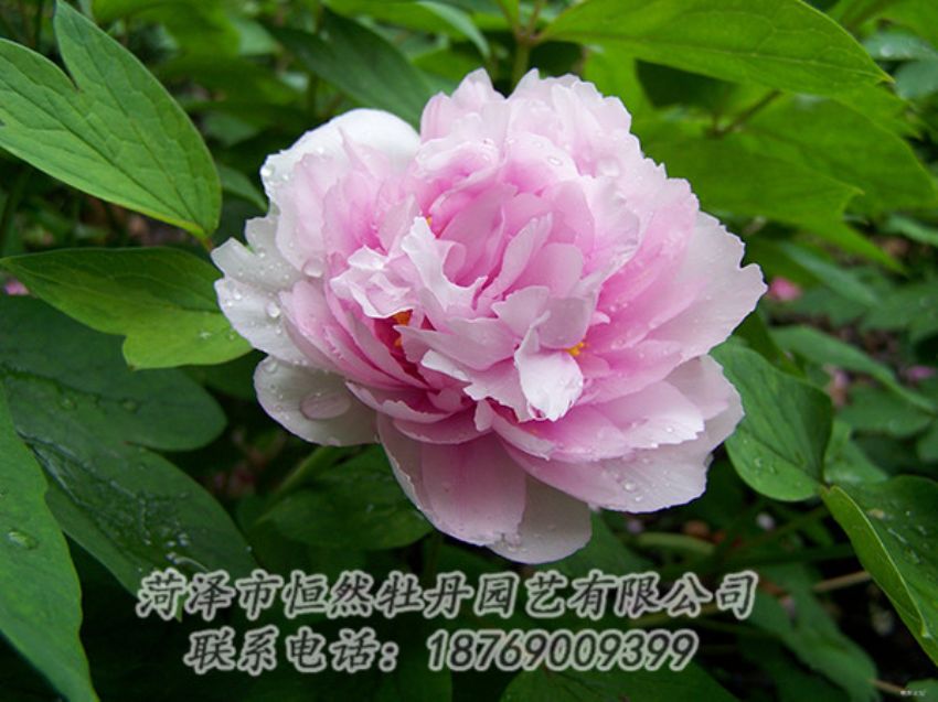 點(diǎn)擊查看詳細(xì)信息<br>標(biāo)題：粉色牡丹 閱讀次數(shù)：1874