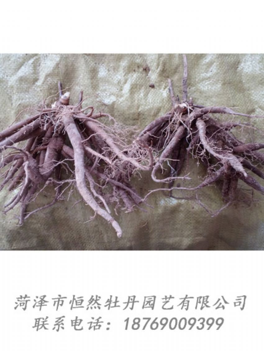 點(diǎn)擊查看詳細(xì)信息<br>標(biāo)題：二年芍藥苗 閱讀次數(shù)：1956