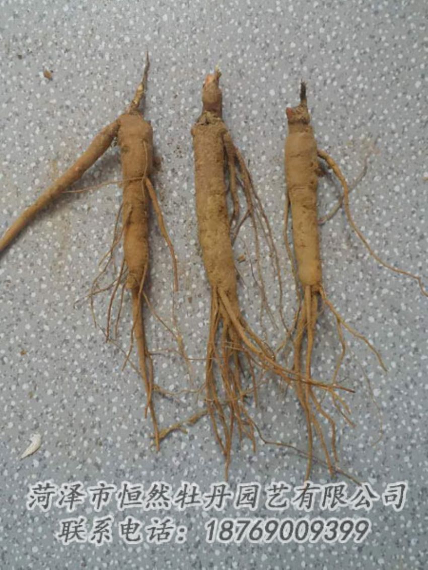 點(diǎn)擊查看詳細(xì)信息<br>標(biāo)題：芍藥苗 閱讀次數(shù)：2035