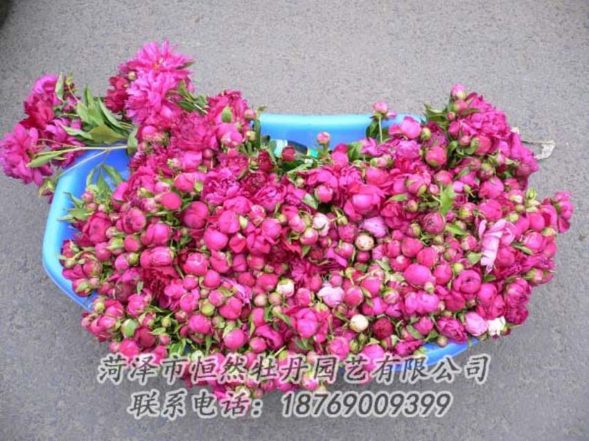 點擊查看詳細信息<br>標題：芍藥切花 閱讀次數：1954