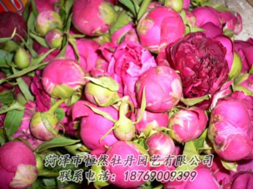 點擊查看詳細信息<br>標題：芍藥切花 閱讀次數：1963