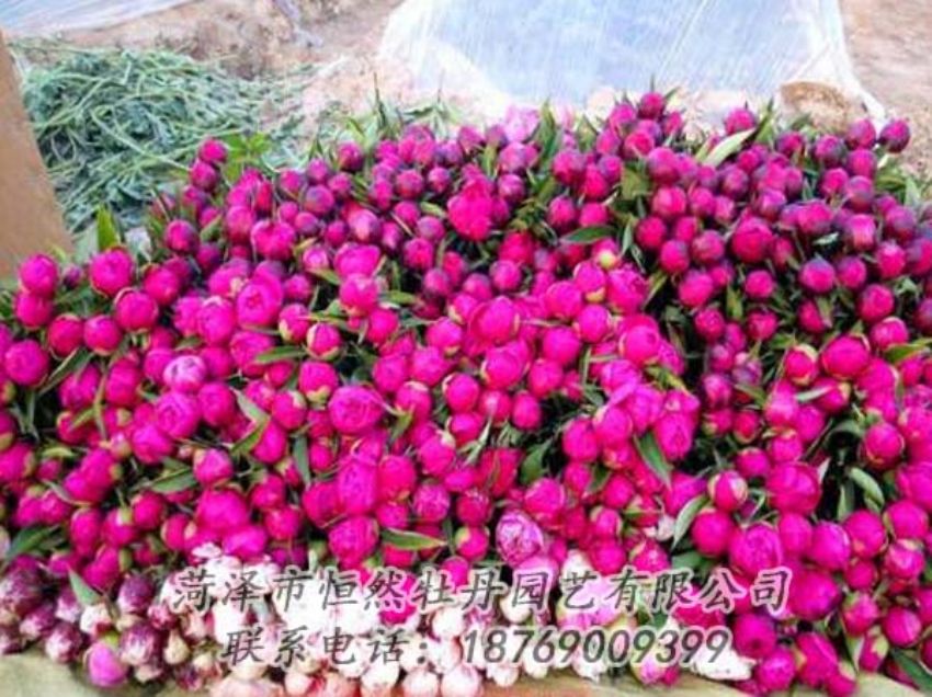 點(diǎn)擊查看詳細(xì)信息<br>標(biāo)題：芍藥切花 閱讀次數(shù)：2069