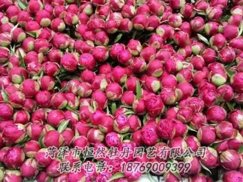 點(diǎn)擊查看詳細(xì)信息<br>標(biāo)題：芍藥切花 閱讀次數(shù)：2139