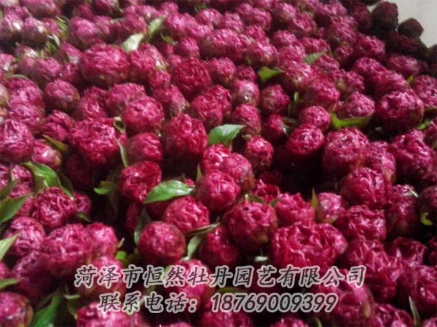 點(diǎn)擊查看詳細(xì)信息<br>標(biāo)題：芍藥切花 閱讀次數(shù)：1970