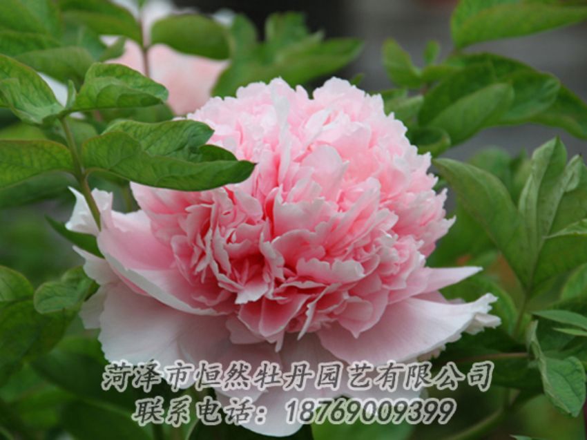 點(diǎn)擊查看詳細(xì)信息<br>標(biāo)題：粉色牡丹 閱讀次數(shù)：1881