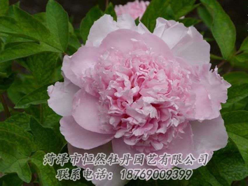 點(diǎn)擊查看詳細(xì)信息<br>標(biāo)題：粉色牡丹 閱讀次數(shù)：1986