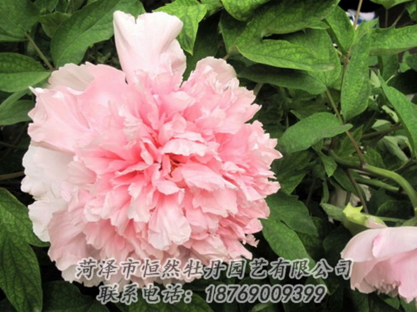 點(diǎn)擊查看詳細(xì)信息<br>標(biāo)題：粉色牡丹 閱讀次數(shù)：1820