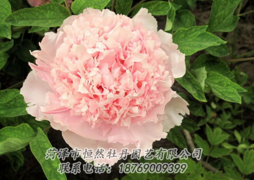 點(diǎn)擊查看詳細(xì)信息<br>標(biāo)題：粉色牡丹 閱讀次數(shù)：1931