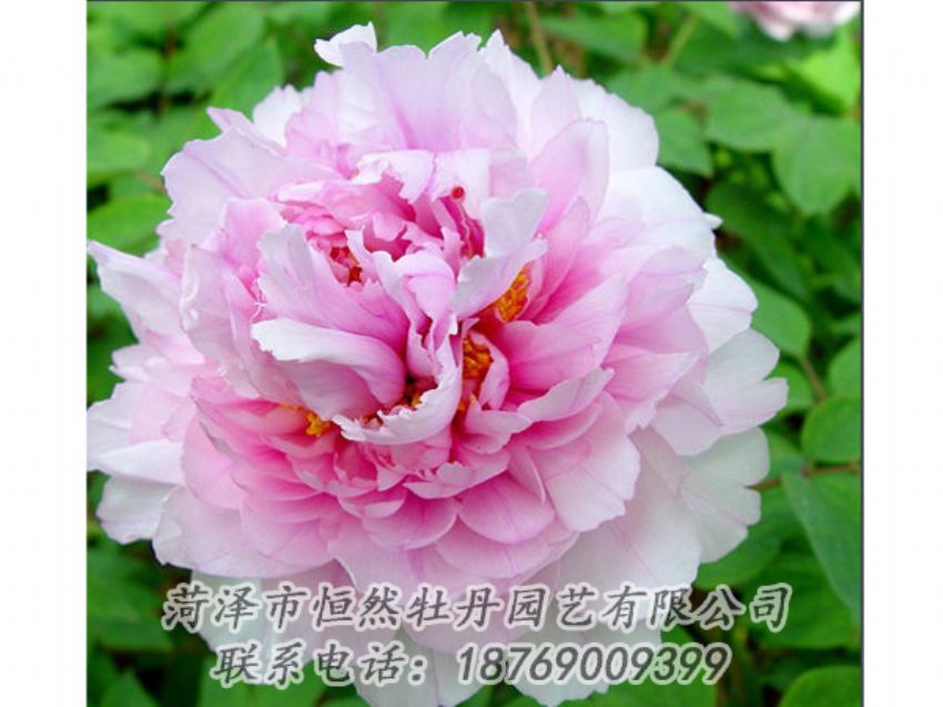 點(diǎn)擊查看詳細(xì)信息<br>標(biāo)題：粉色牡丹 閱讀次數(shù)：1953