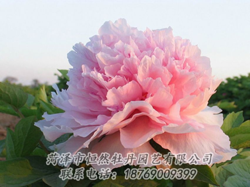 點(diǎn)擊查看詳細(xì)信息<br>標(biāo)題：粉色牡丹 閱讀次數(shù)：2023