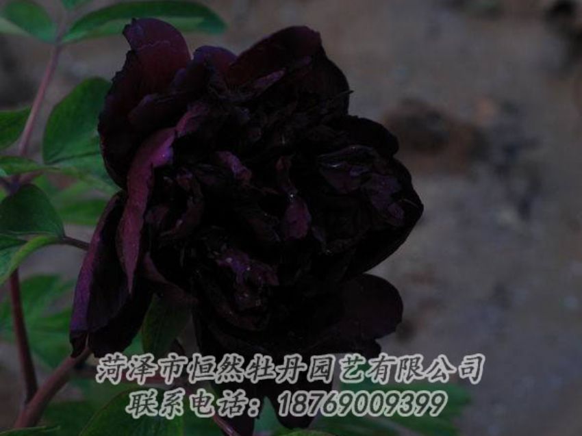 點(diǎn)擊查看詳細(xì)信息<br>標(biāo)題：黑色牡丹 閱讀次數(shù)：1966