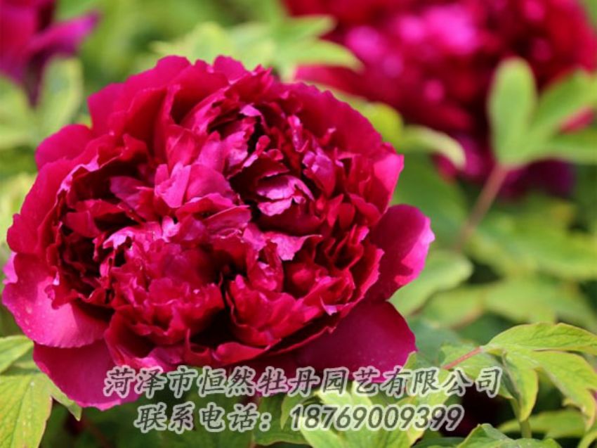 點(diǎn)擊查看詳細(xì)信息<br>標(biāo)題：黑色牡丹 閱讀次數(shù)：1902